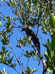 Ctenosaura oedirhina