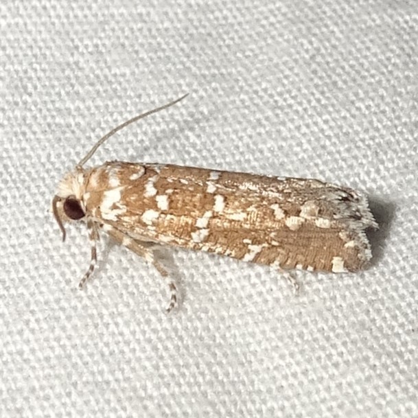 Speckled Pelochrista Moth