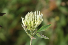 Trifolium ochroleucon