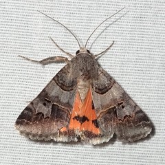 Drasteria ingeniculata