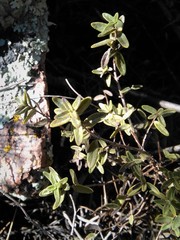 Clinopodium gilliesii