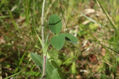 Trifolium ochroleucon
