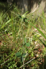 Trifolium ochroleucon
