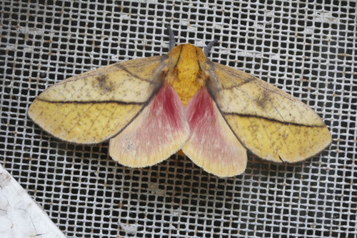 Bisected Honey Locust Moth photo 2