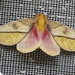 Bisected Honey Locust Moth - Photo (c) Juan Cruzado Cortés, some rights reserved (CC BY-SA), uploaded by Juan Cruzado Cortés
