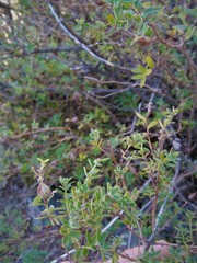 Clinopodium gilliesii