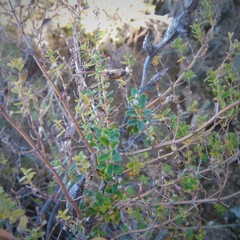 Clinopodium gilliesii