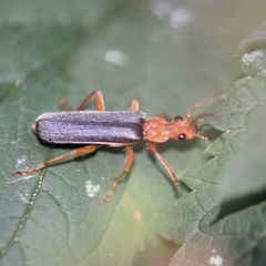Podabrus pruinosus