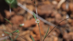 Hesperolinon micranthum