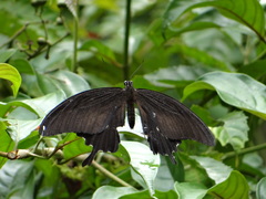 Papilio iswara
