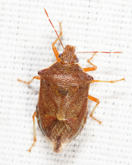 Podisus brevispinus