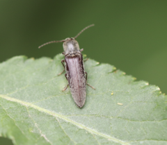 Synaptus filiformis