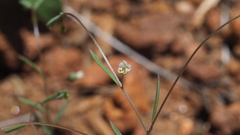 Hesperolinon micranthum