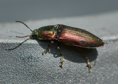 Nitidolimonius resplendens