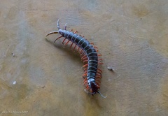 Cormocephalus nitidus