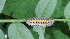 Zygaena filipendulae