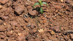 Hesperolinon micranthum