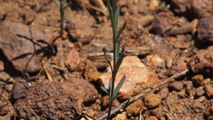 Hesperolinon micranthum