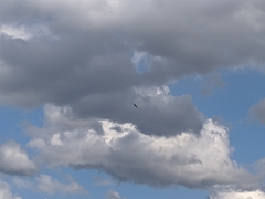 Falconiformes