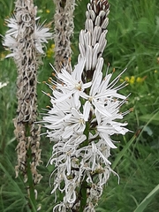 Asphodelus albus