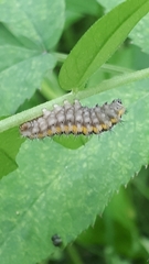Zygaena filipendulae