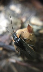 Cantharis obscura