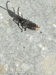 Phosphaenus hemipterus