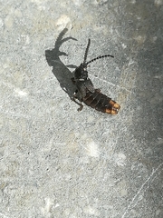 Phosphaenus hemipterus