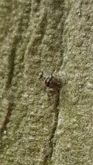 Mesopsocus