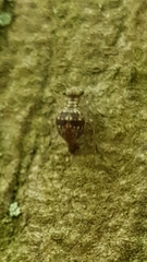 Mesopsocus