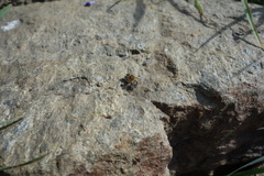 Anthophora bimaculata