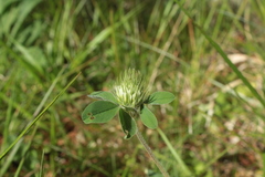 Trifolium ochroleucon