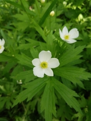Anemonastrum canadense