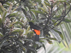 Ramphocelus flammigerus flammigerus