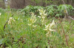 Astragalus soxmaniorum