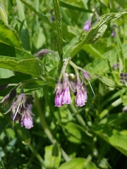 Symphytum officinale
