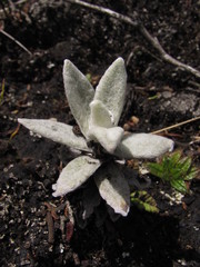 Achyrocline crassiceps