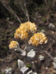 Achyrocline crassiceps