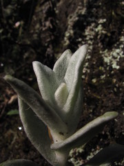 Achyrocline crassiceps