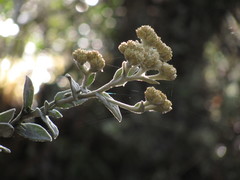Achyrocline crassiceps