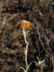 Achyrocline lehmannii