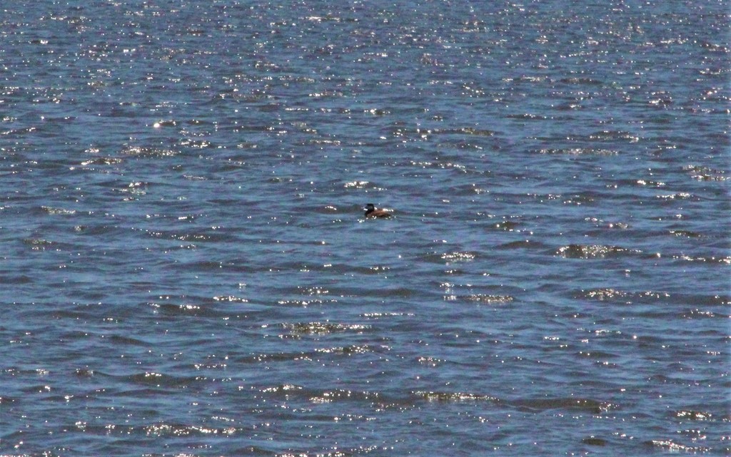 Ruddy Duck