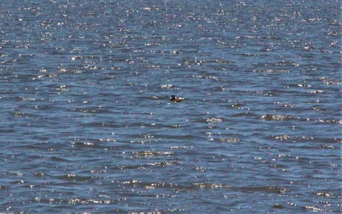 Ruddy Duck