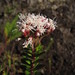 Ageratina vacciniifolia - Photo (c) Mateo Hernandez Schmidt, some rights reserved (CC BY-NC-SA), uploaded by Mateo Hernandez Schmidt