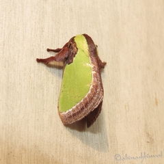Melinaria repanda