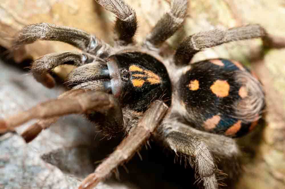 Pumpkin Patch Tarantulas