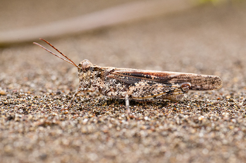 Heliastus sumichrasti