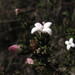 Arcytophyllum nitidum - Photo (c) Mateo Hernandez Schmidt,  זכויות יוצרים חלקיות (CC BY-NC-SA), uploaded by Mateo Hernandez Schmidt