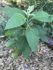 Uroleucon verbesinae