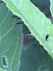 Uroleucon verbesinae